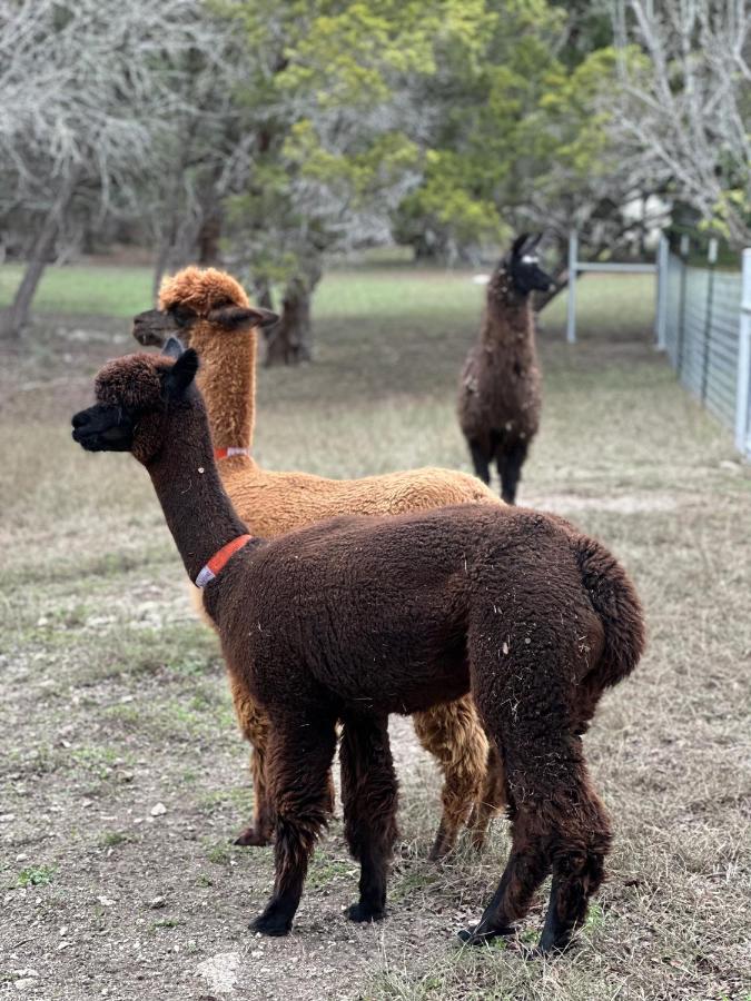 Relaxing Alpaca Ranch Mins From Downtown Wimberley Villa ภายนอก รูปภาพ